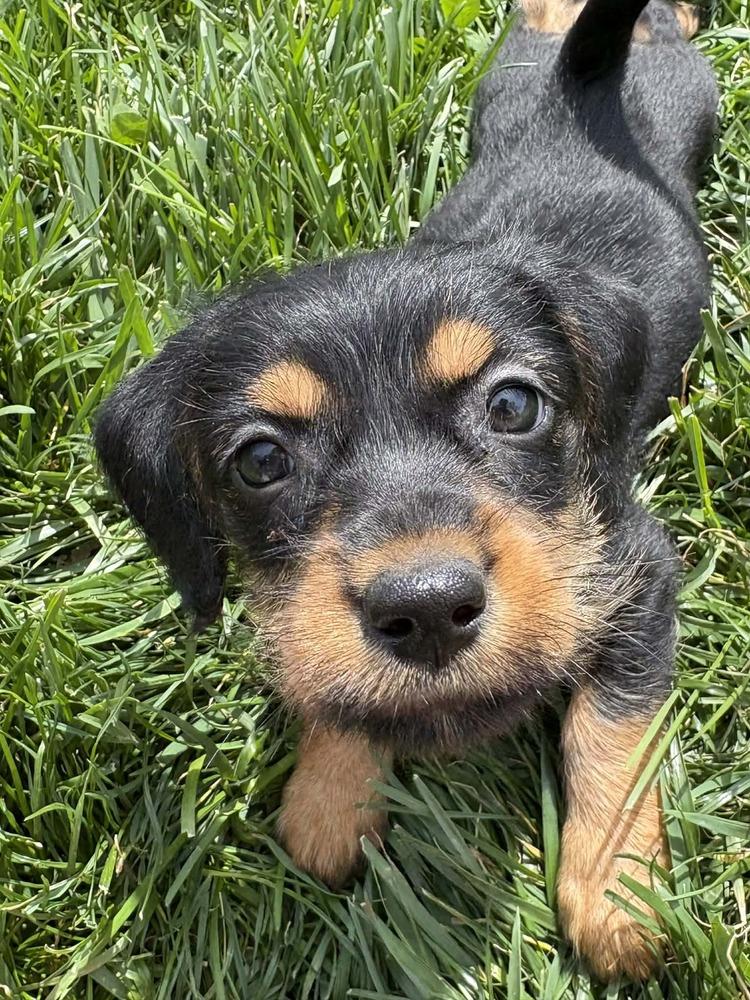 Enlarge Grilled Cheese : Bread, a Adopted mixed breed in Aurora, IN image 4/4