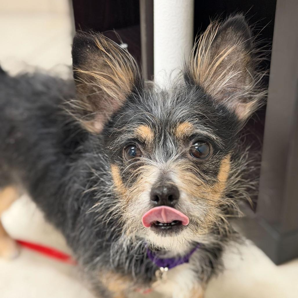 Enlarge Scrappy, a Adoptable mixed breed in Springfield, MA image 1/3