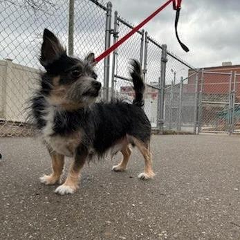 Enlarge Scrappy, a Adoptable mixed breed in Springfield, MA image 2/3