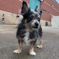 Enlarge Scrappy, a Adoptable mixed breed in Springfield, MA image 3/3