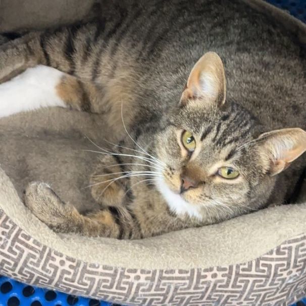 Enlarge Jocelyn, a Adoptable Domestic Short Hair in Wilmington, OH image 7/8