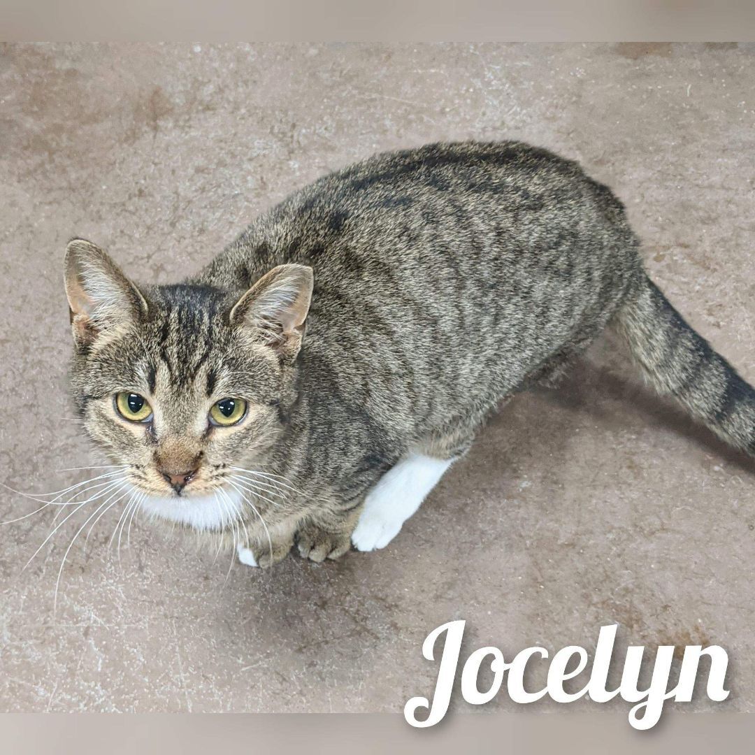 Jocelyn, Adoptable, Adult Female Domestic Short Hair.