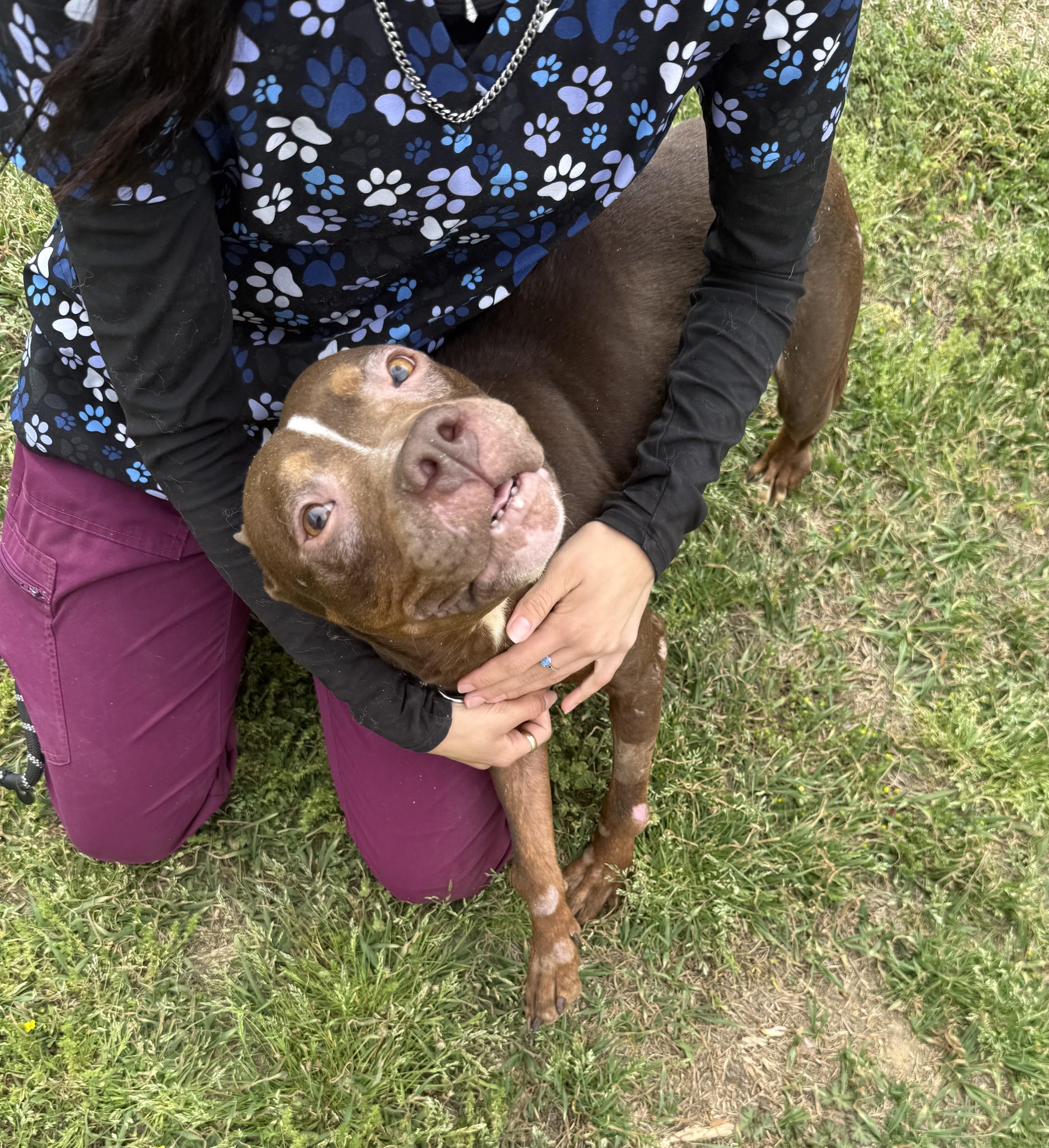 Enlarge Harlow-They Tried to Break Her… But Harlow Chose Love. Please Choose Her., a Adoptable mixed breed in ATLANTA, GA image 3/5