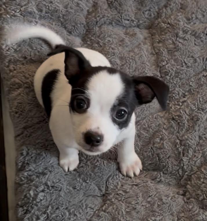 Enlarge Eli, a Adoptable mixed breed in Alabaster, AL image 4/5