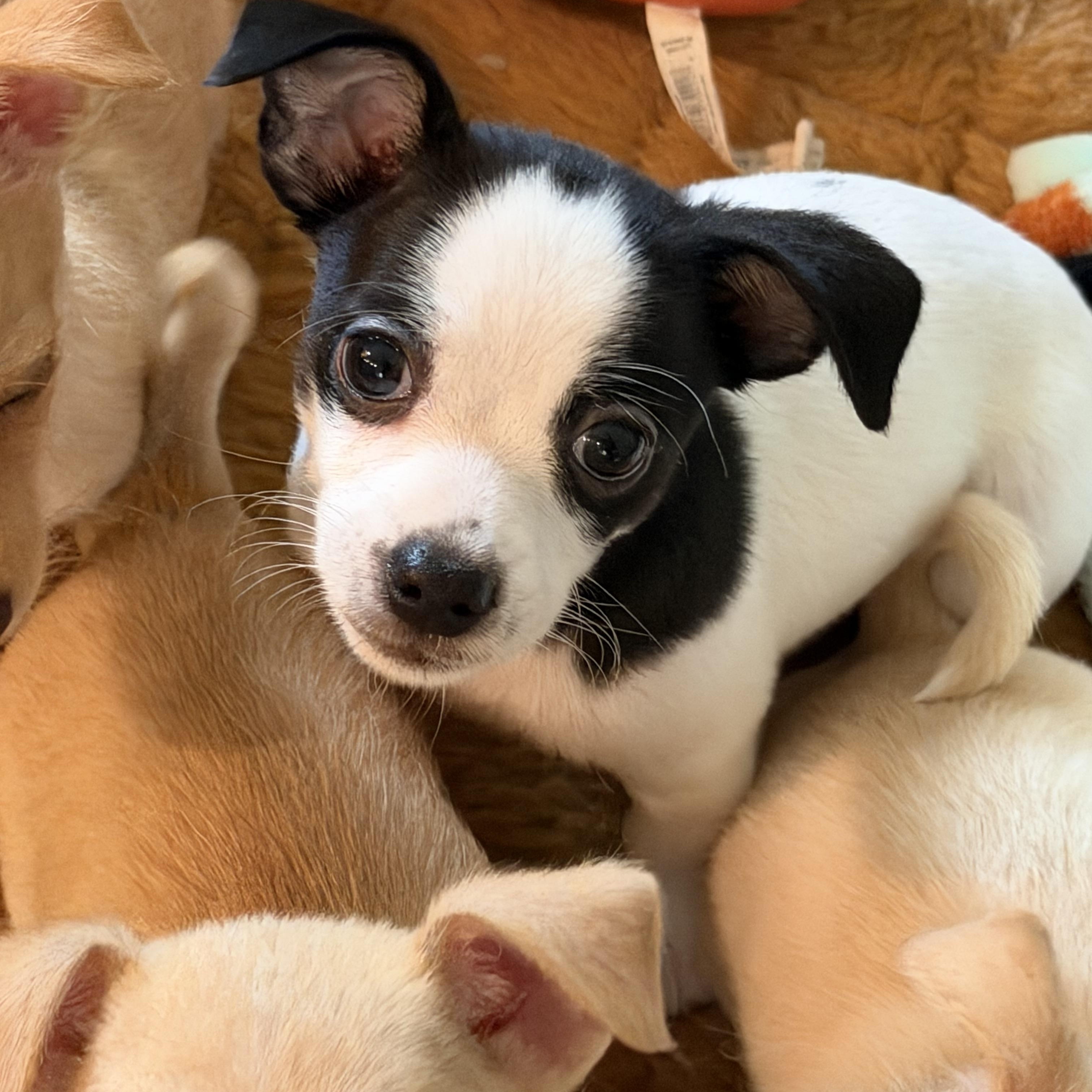Eli, Adoptable, Puppy Male Chihuahua & Terrier.