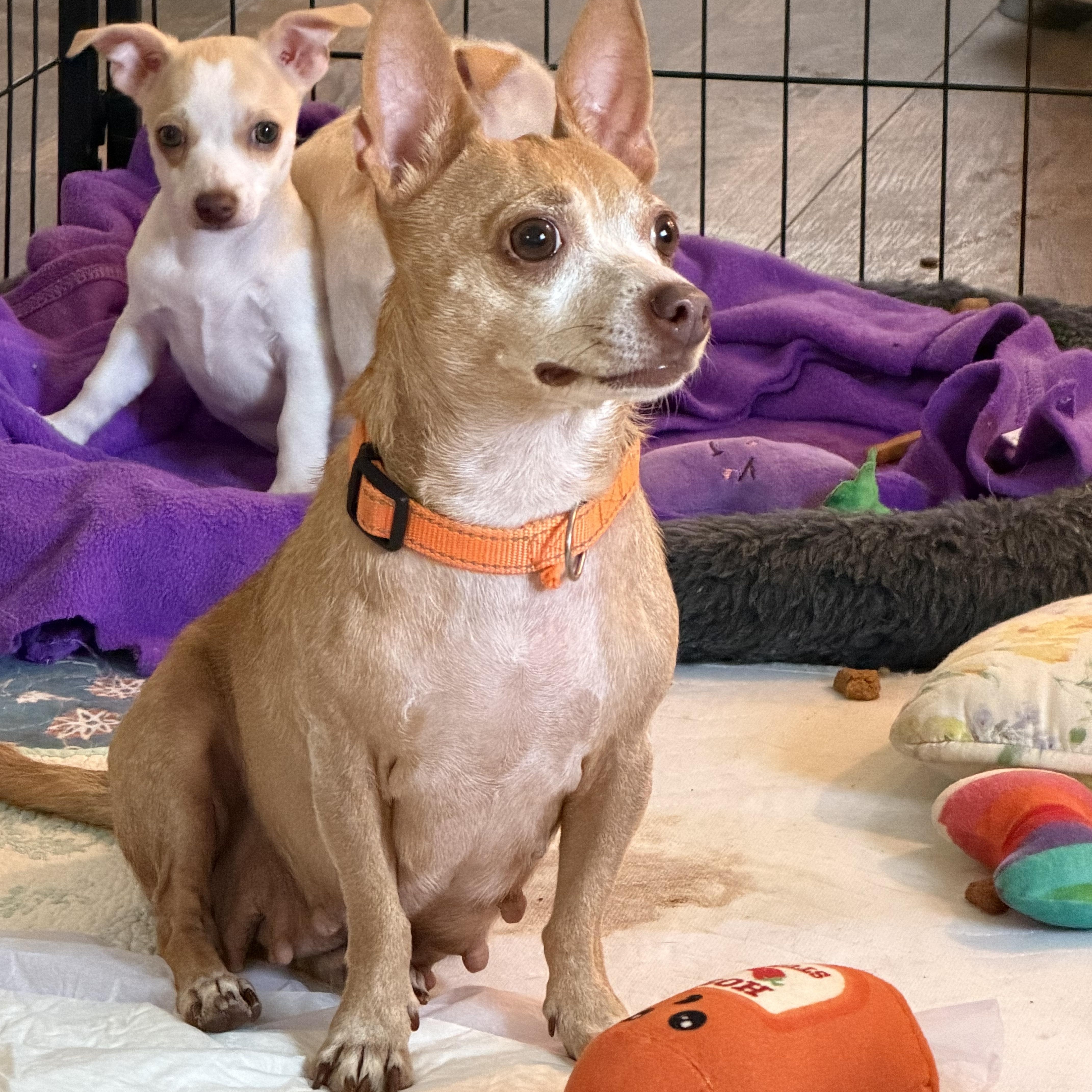 Enlarge Eli, a Adoptable mixed breed in Alabaster, AL image 2/5
