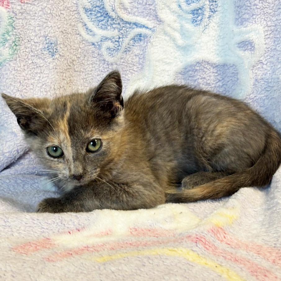 Enlarge Catherine the Great, a Adoptable Domestic Short Hair in Mount Juliet, TN image 1/3