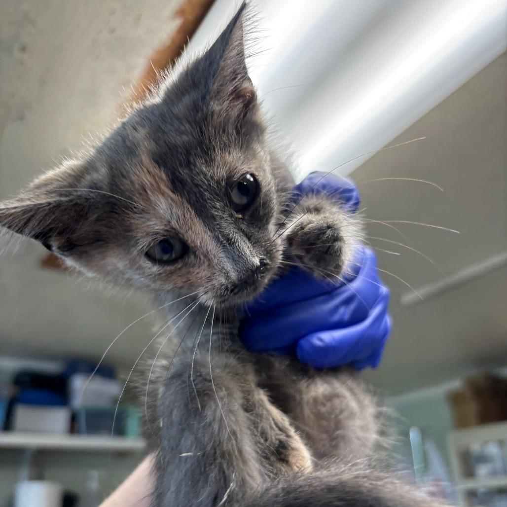 Catherine the Great, a Adoptable Domestic Short Hair in Mount Juliet, TN image 2/3