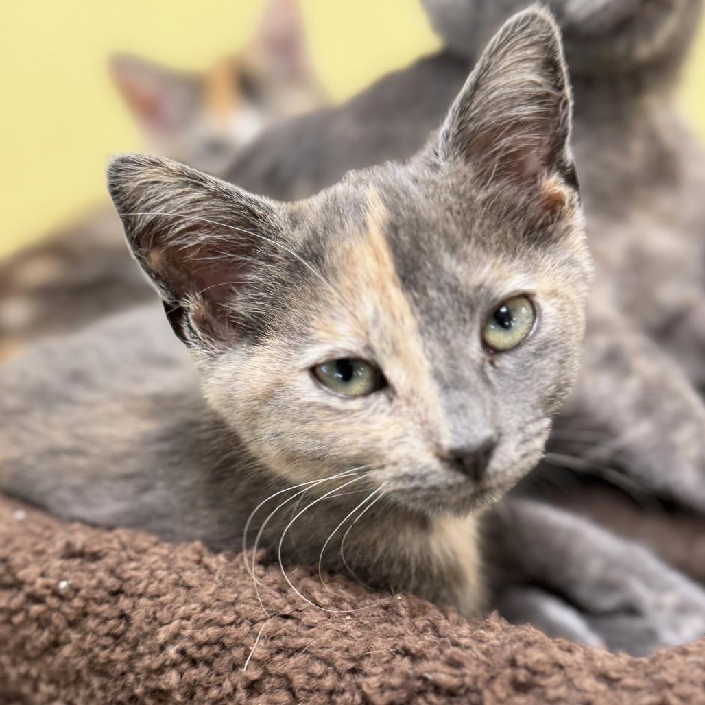 Catherine the Great, a Adoptable Domestic Short Hair in Mount Juliet, TN image 3/3