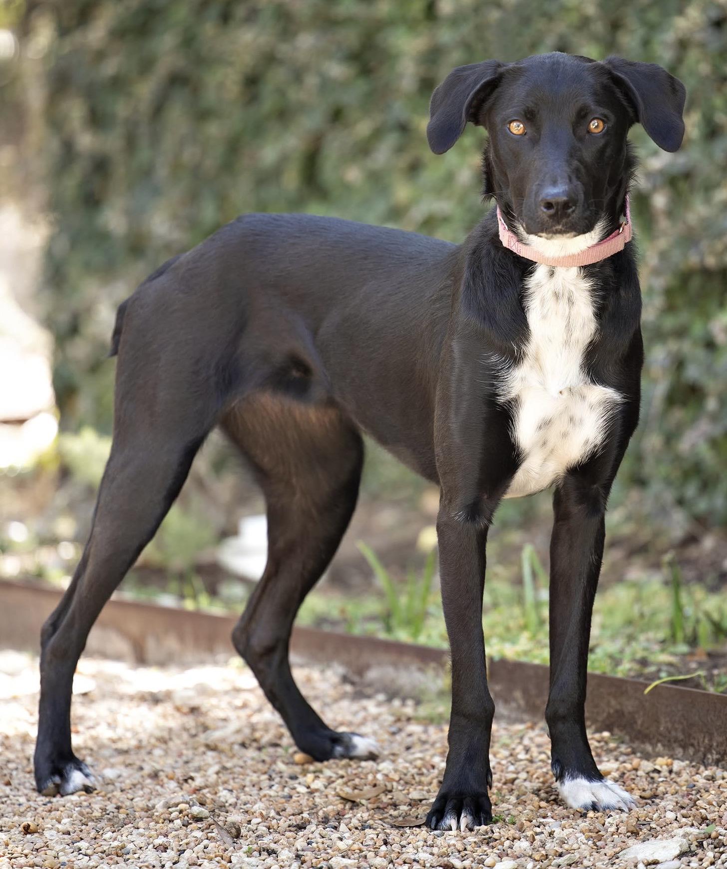 Daisy — thumbnail 3