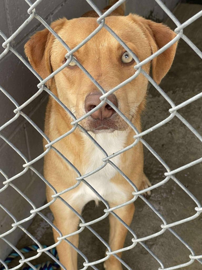 Enlarge Teddy, a Adoptable Mixed Breed in Calhoun, KY image 1/1