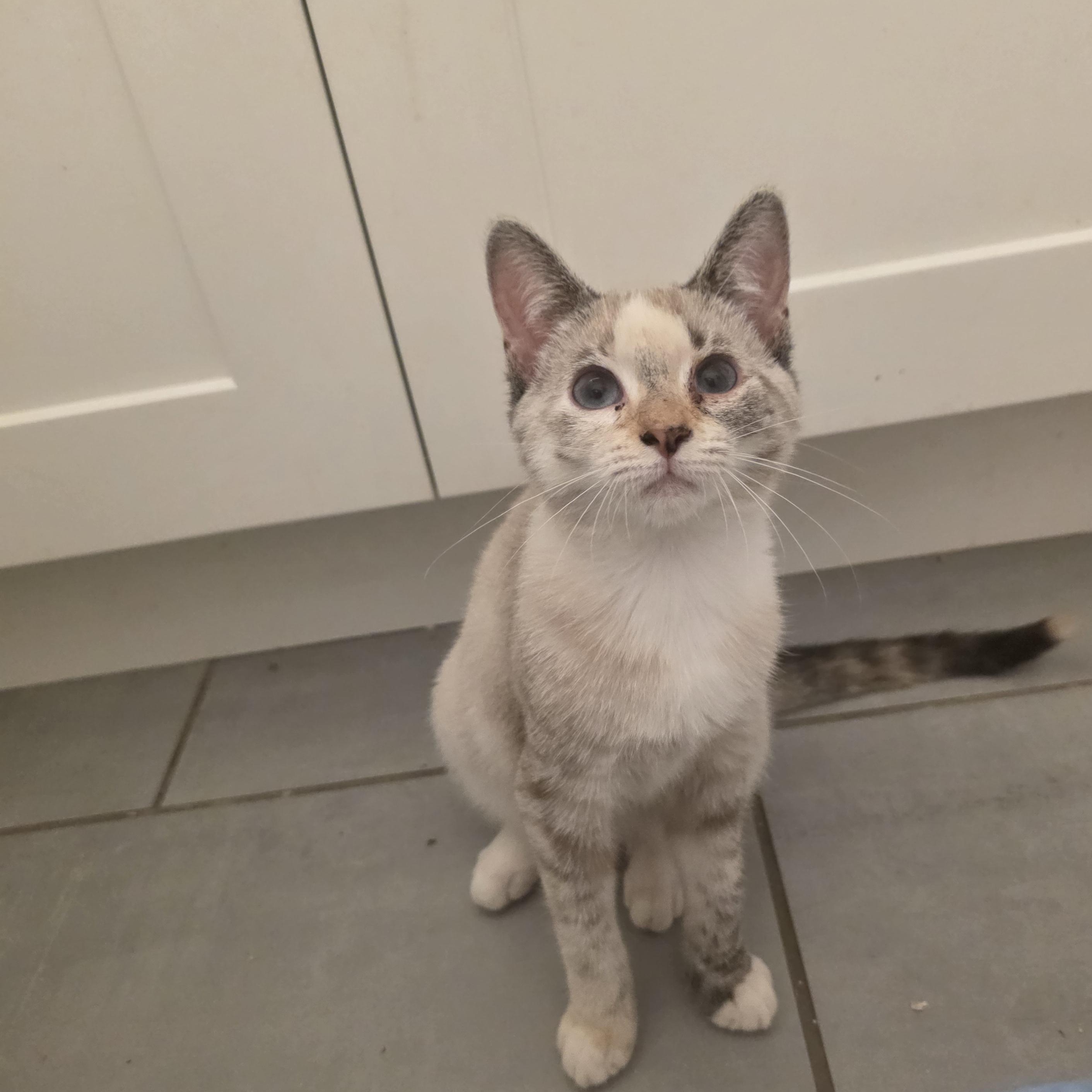 Andarna, Adoptable, Kitten Female Snowshoe & Domestic Short Hair.
