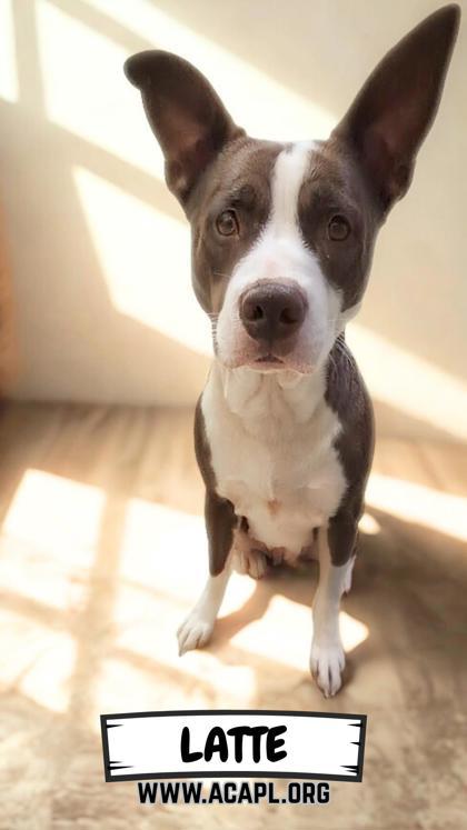 Latte, Adoptable, Adult Female Border Collie & Mixed Breed.