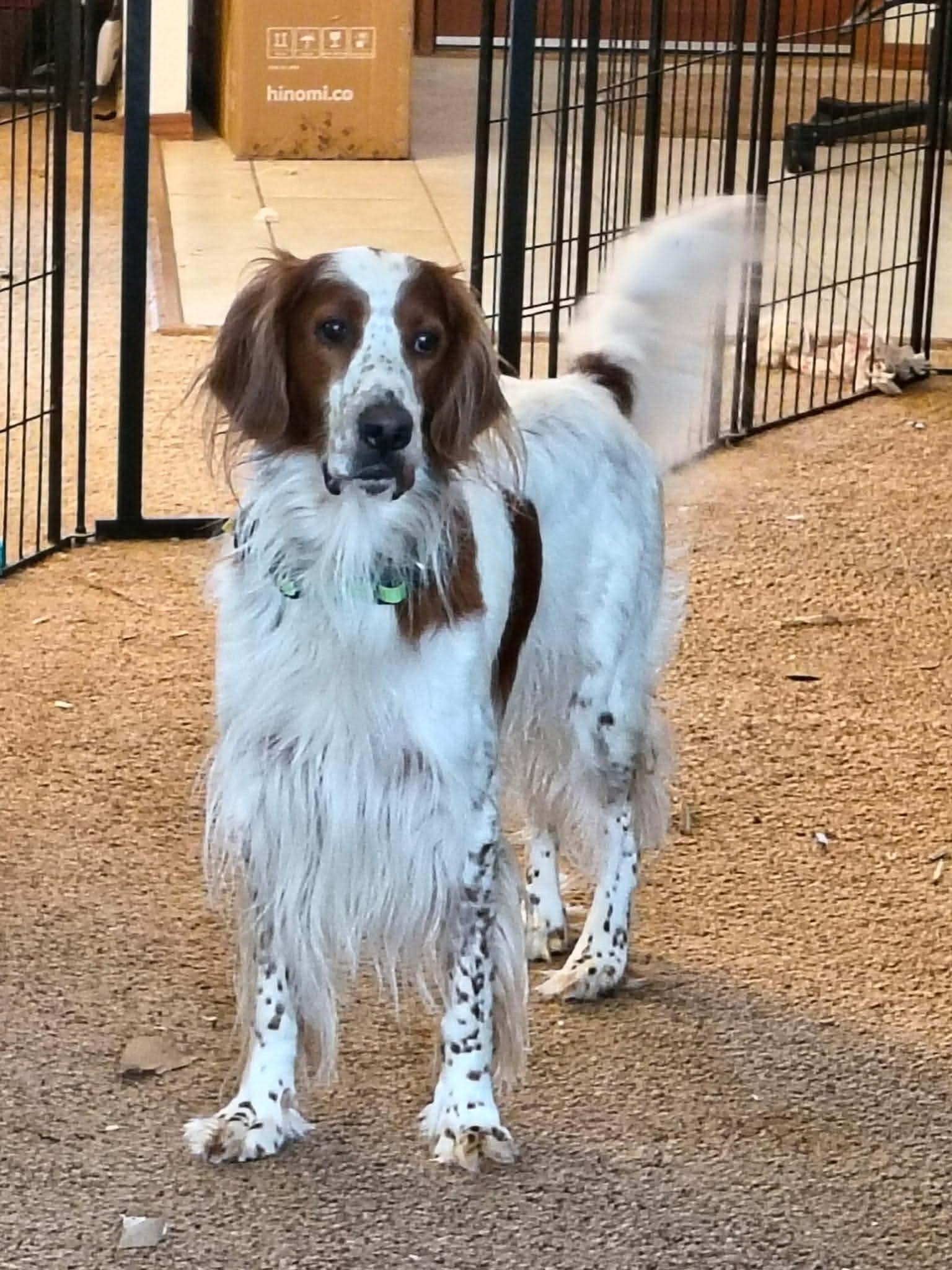 Denali, a ADOPTABLE English Setter in Denver, CO image 3/6