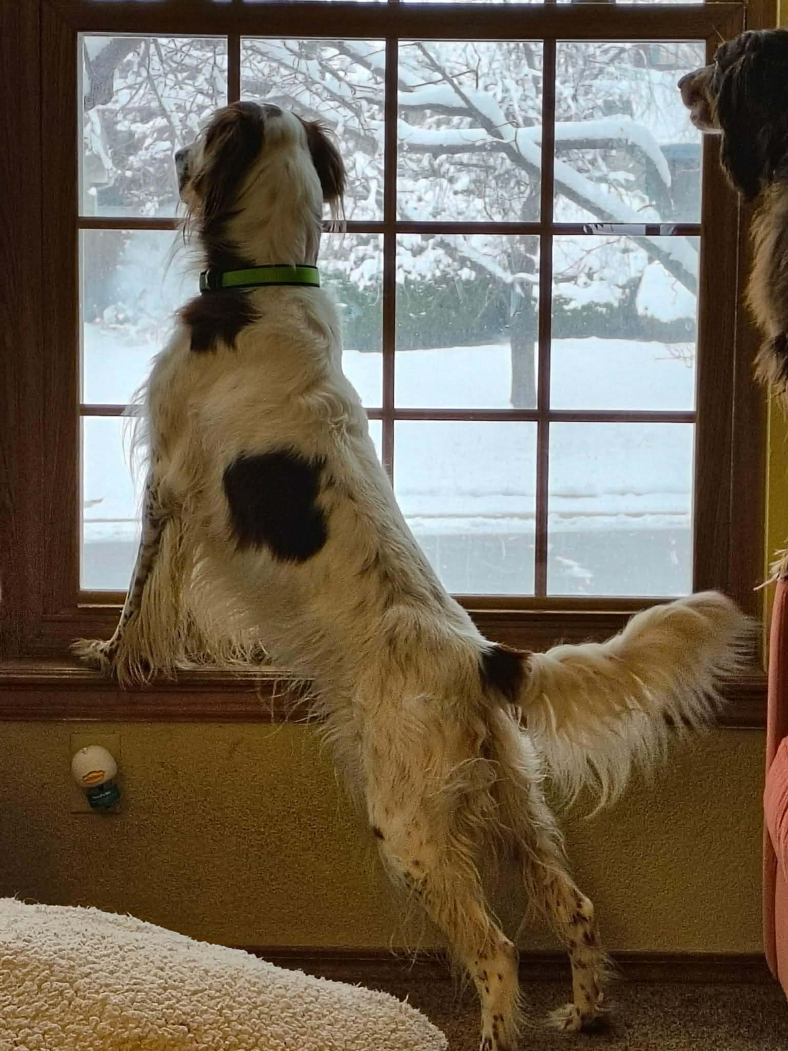 Denali, a ADOPTABLE English Setter in Denver, CO image 2/6