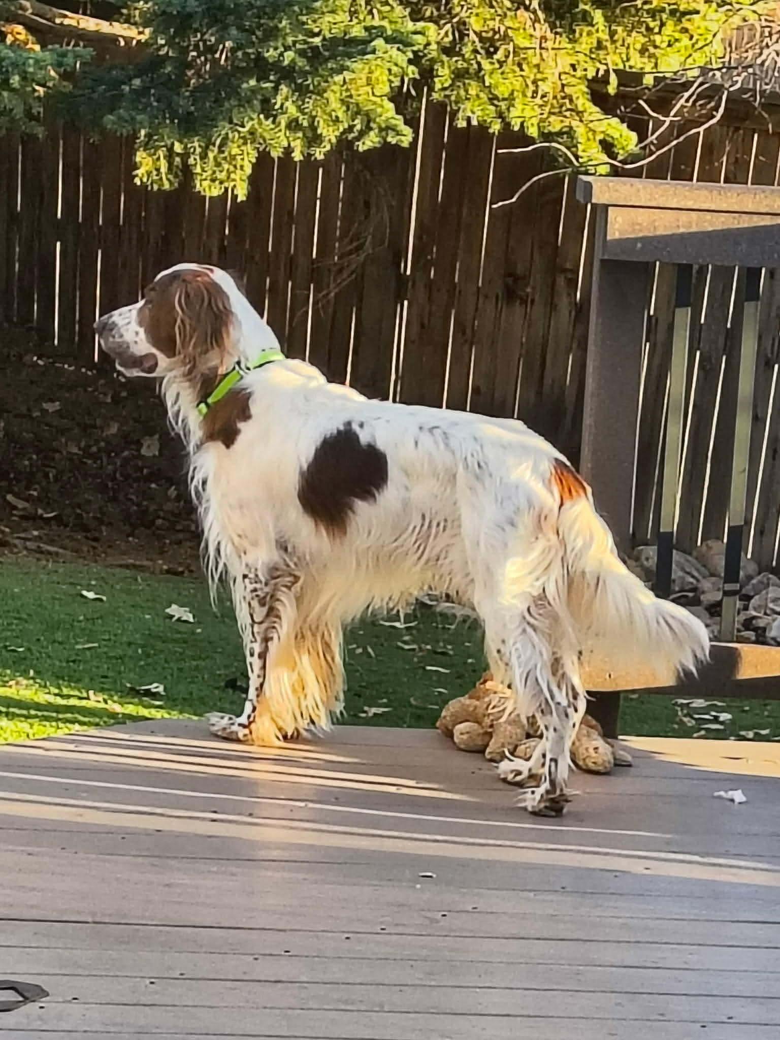 Denali, a ADOPTABLE English Setter in Denver, CO image 5/6