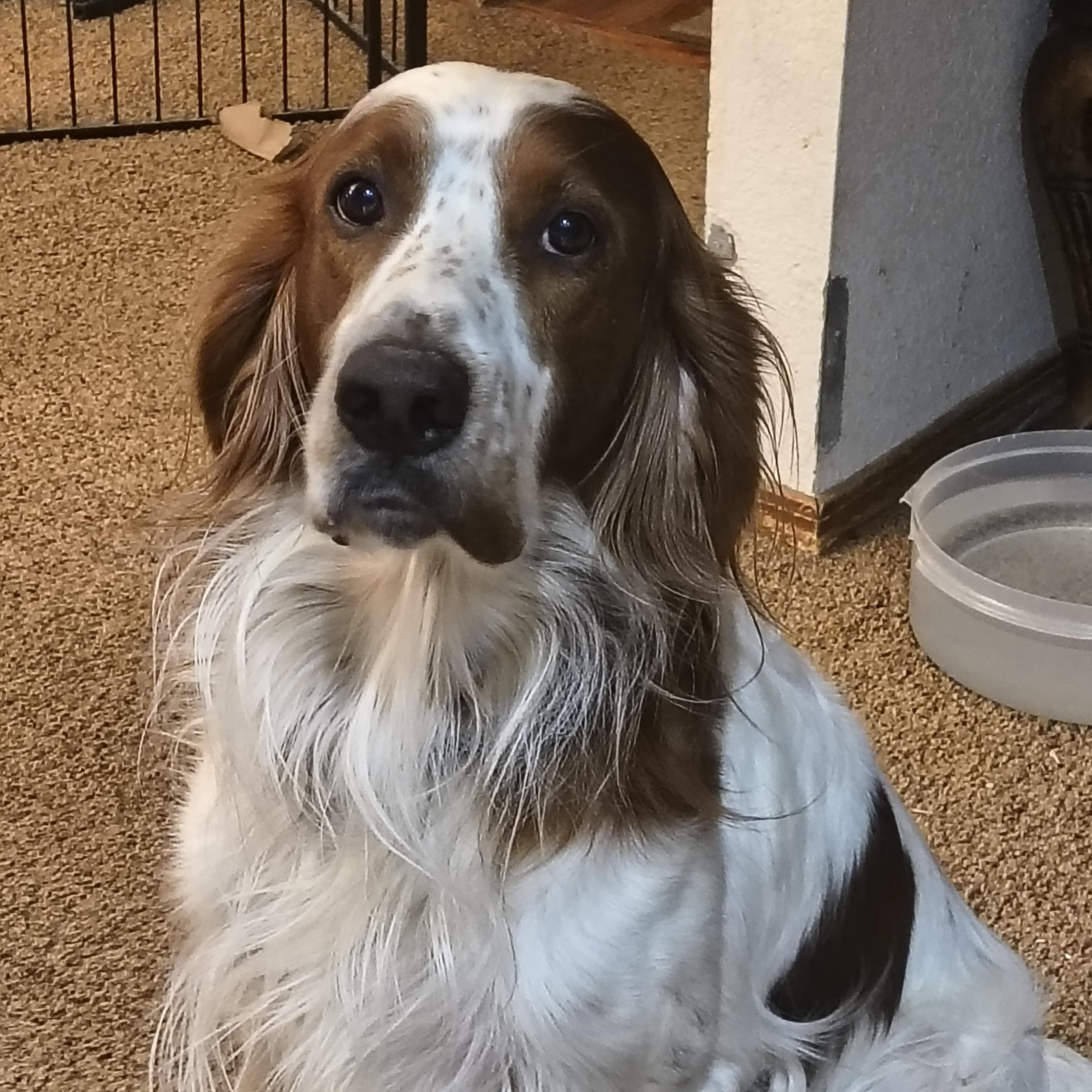 Denali, ADOPTABLE, Adult Male English Setter.