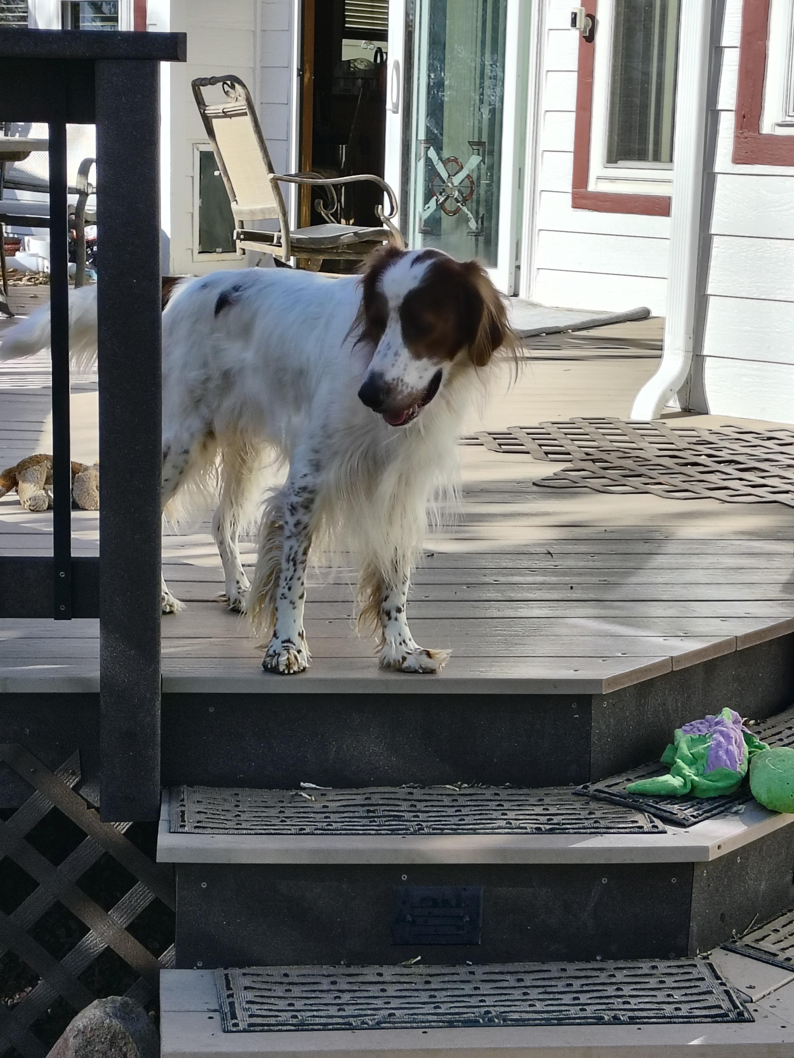 Denali, a ADOPTABLE English Setter in Denver, CO image 4/6
