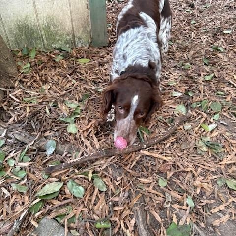 Dutch, ADOPTABLE, Adult Male Brittany Spaniel.
