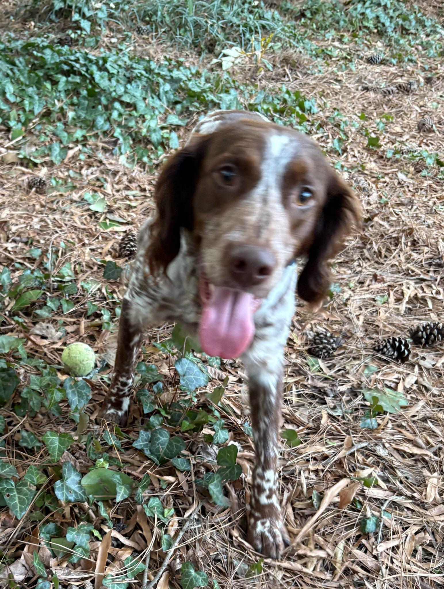 Enlarge Dutch, an adopted Brittany Spaniel in Marion, MA image 4/4