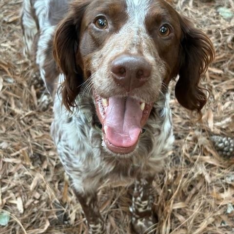 Dutch, ADOPTABLE, Adult Male Brittany Spaniel.