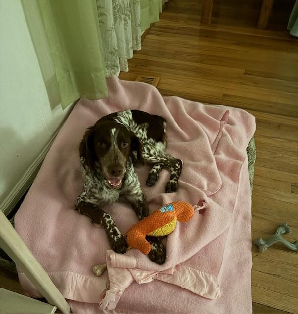 Enlarge Dutch, a ADOPTABLE Brittany Spaniel in Marion, MA image 3/3