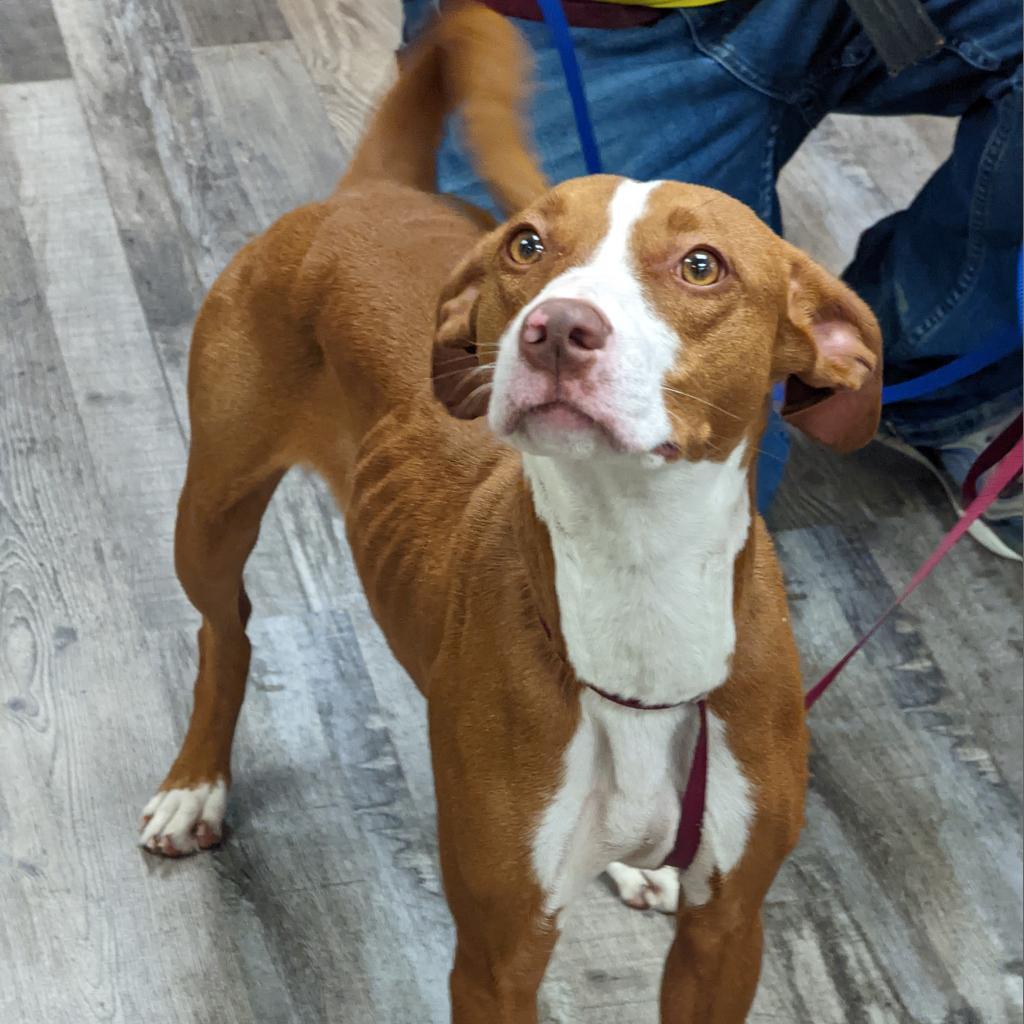 Daisy, Adoptable, Adult Female Pit Bull Terrier & Mixed Breed.