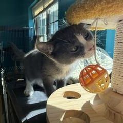 Scrubbing Bubbles, Adopted, Kitten Male Domestic Short Hair.