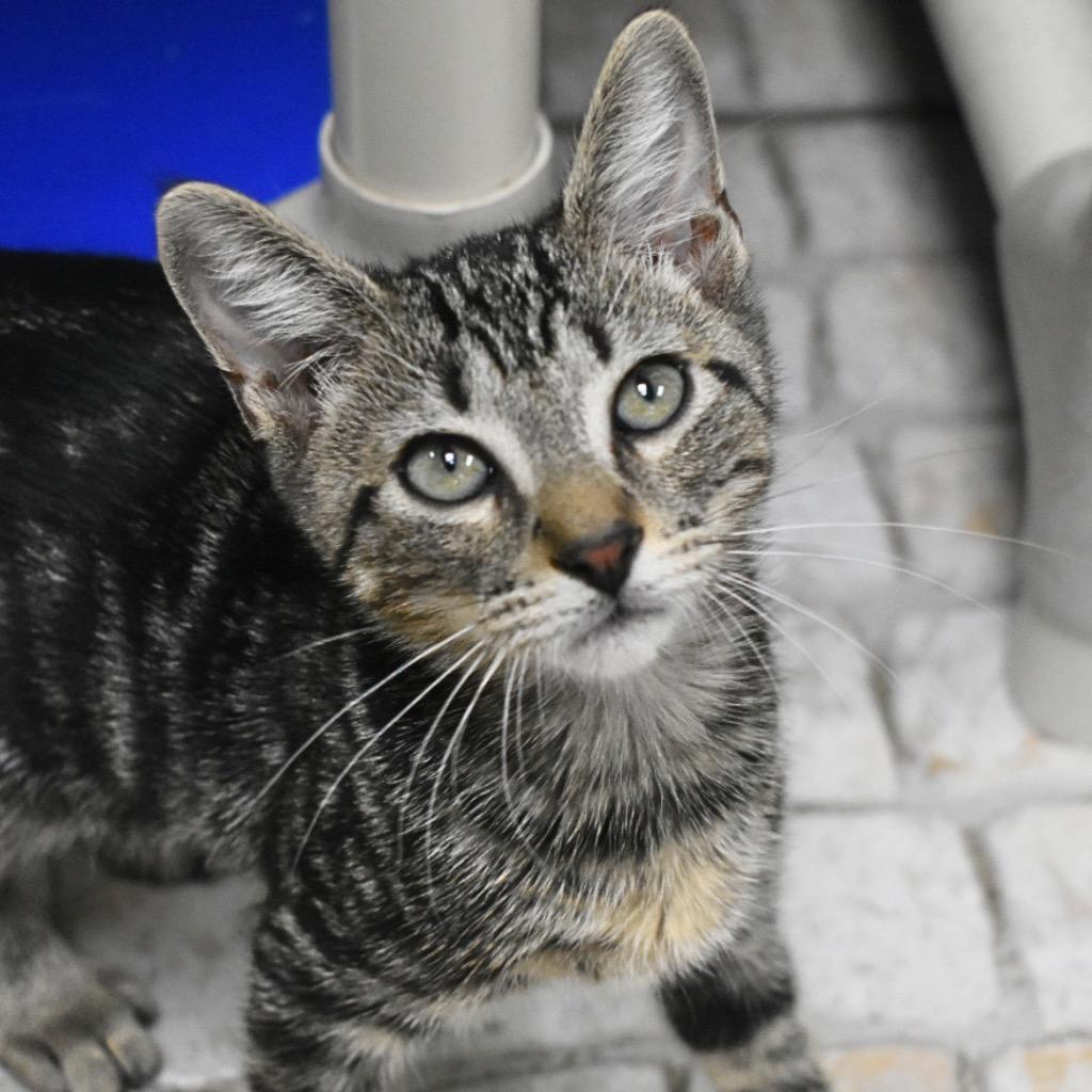 Benji, Adoptable, Kitten Male Domestic Short Hair.