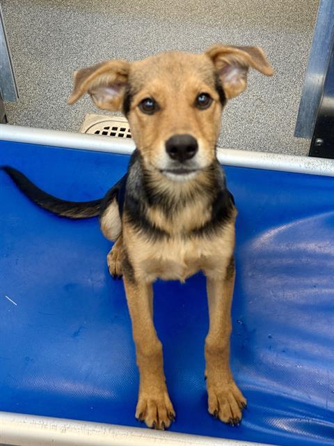 SKYE — thumbnail 2