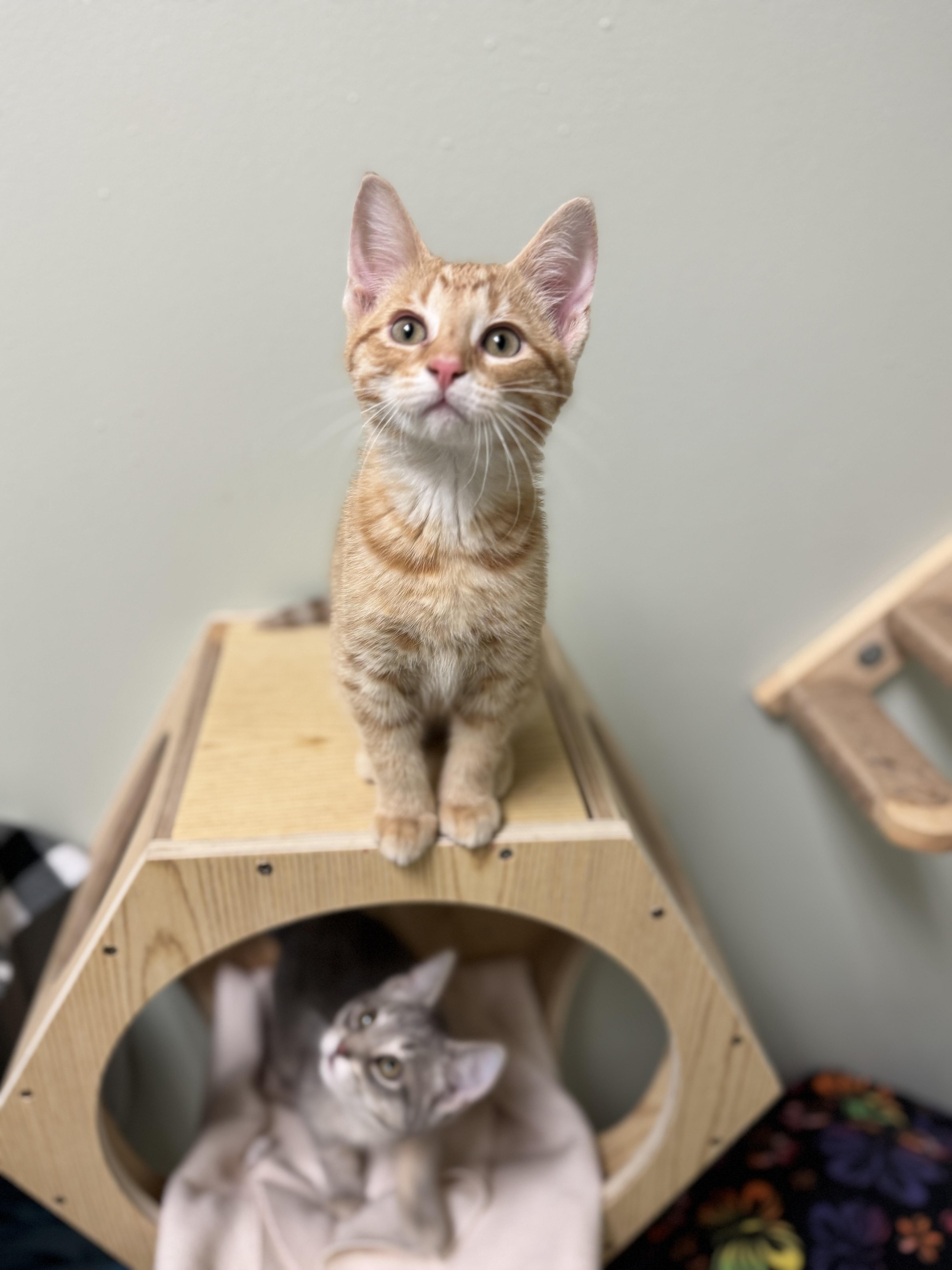 Jack-Jack, ADOPTABLE, Kitten Male Domestic Short Hair.