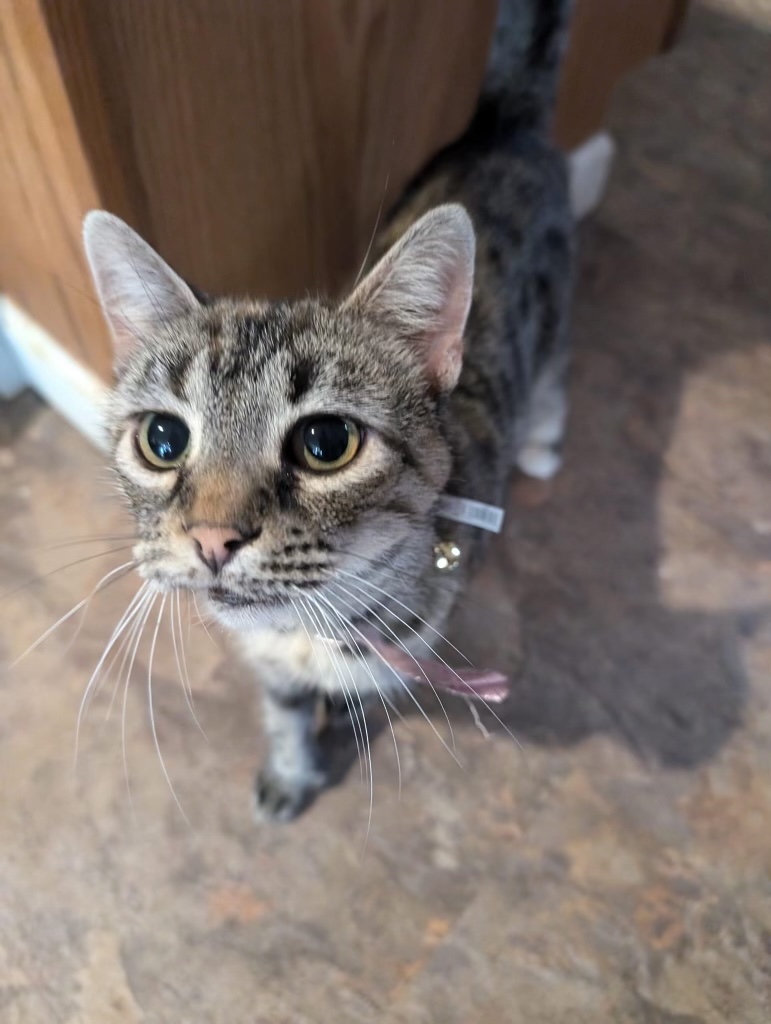 Nutmeg, an adoptable Domestic Short Hair in Bloomsdale, MO, 63627 | Photo Image 3