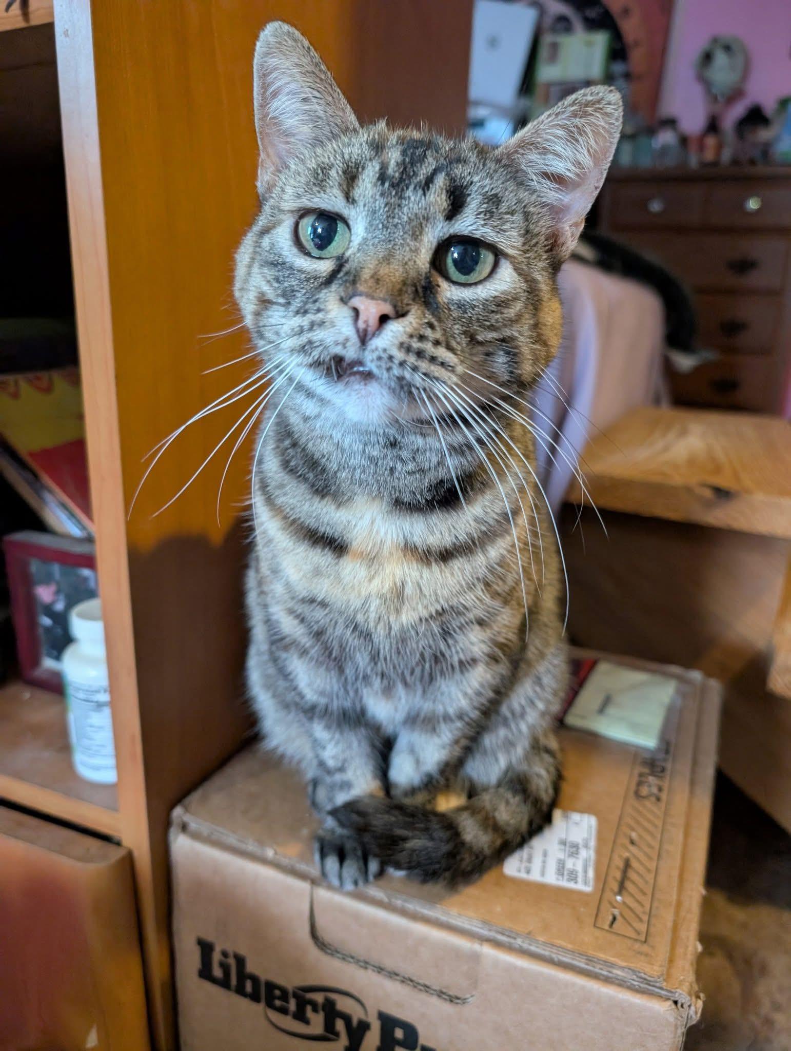 Nutmeg, an adoptable Domestic Short Hair in Bloomsdale, MO, 63627 | Photo Image 1
