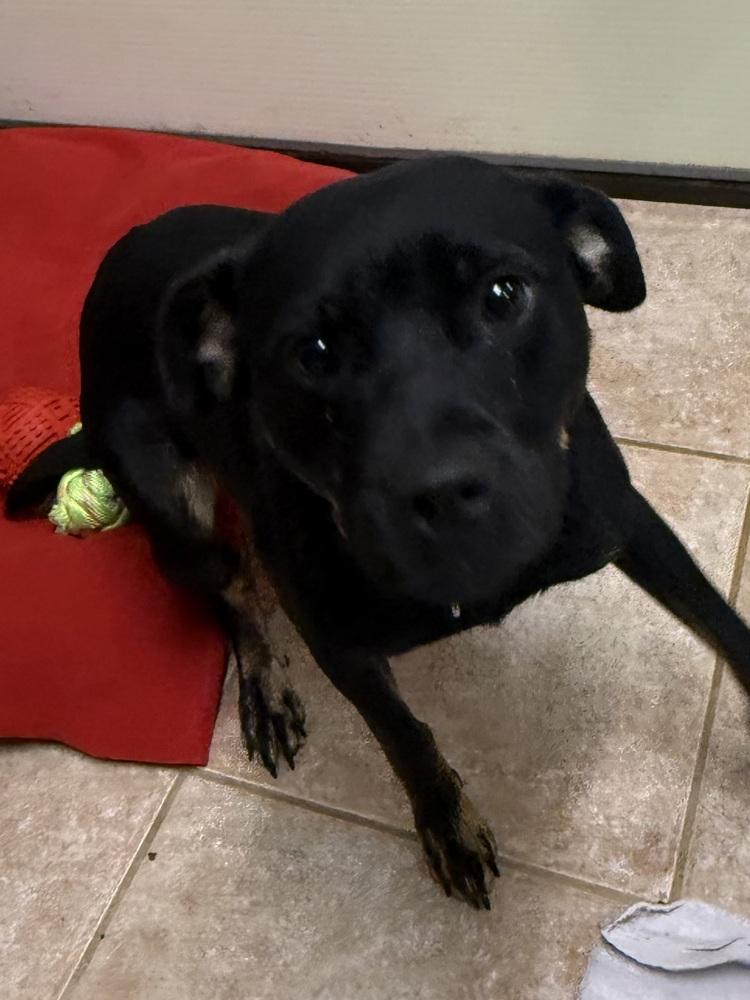 Buttons, a Adopted mixed breed in Osgood, IN image 1/2