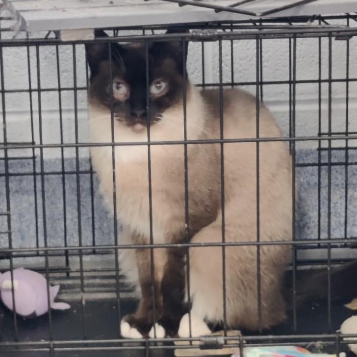 Enlarge Gabby- Working Cat, **Adoption Fee Sponsored!, a Adoptable mixed breed in Berryville, VA image 1/2