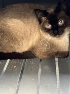 Gabby Working Cat- **Adoption Fee Sponsored!