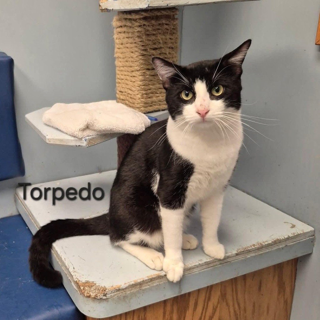 Torpedo, adopted, Young Male Domestic Short Hair.