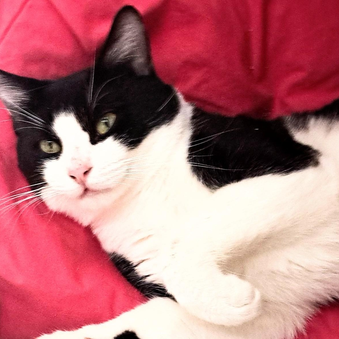 Torpedo, an adopted Domestic Short Hair in Buffalo, NY image 2/2