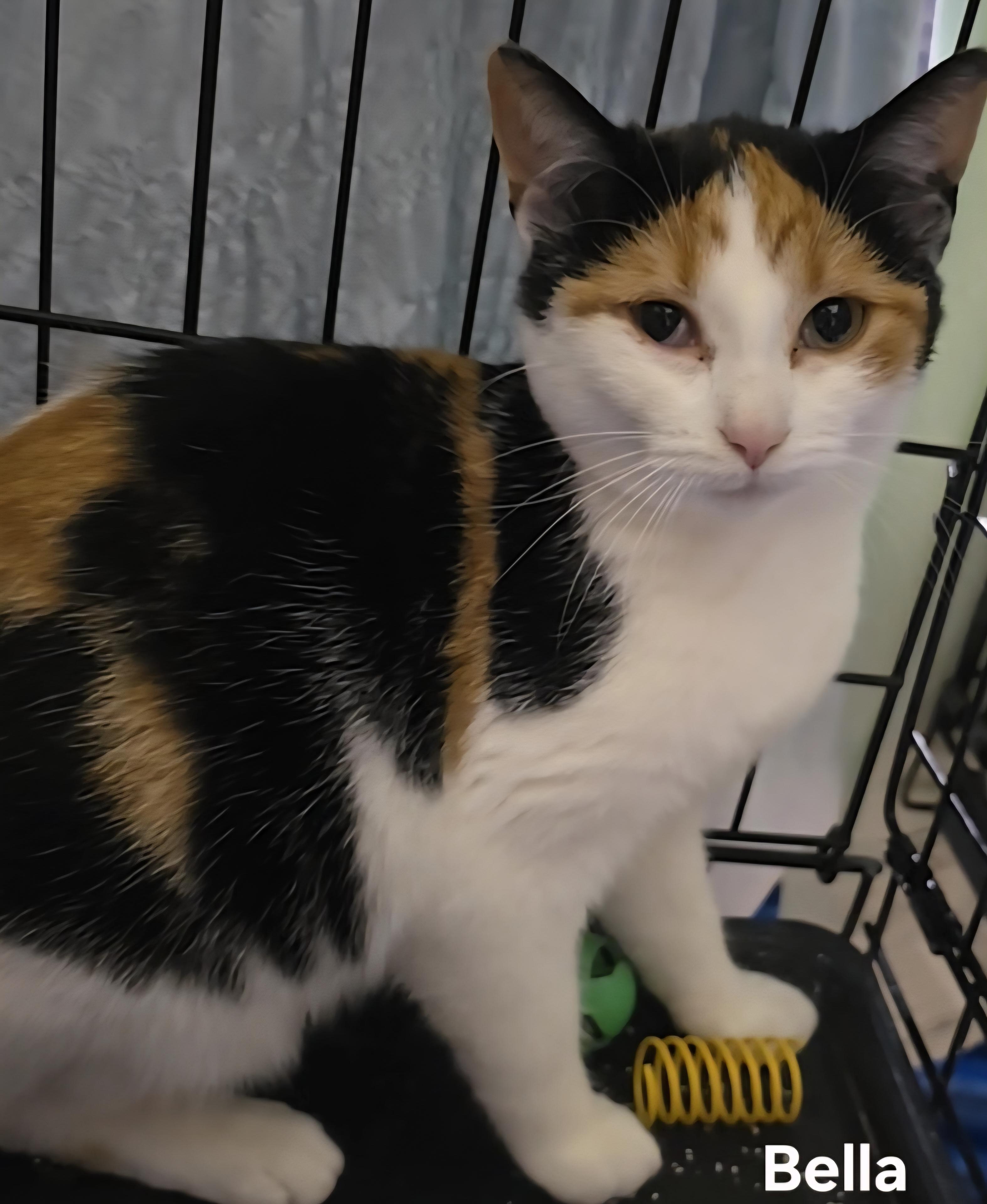 Bella, Adoptable, Young Female Calico.