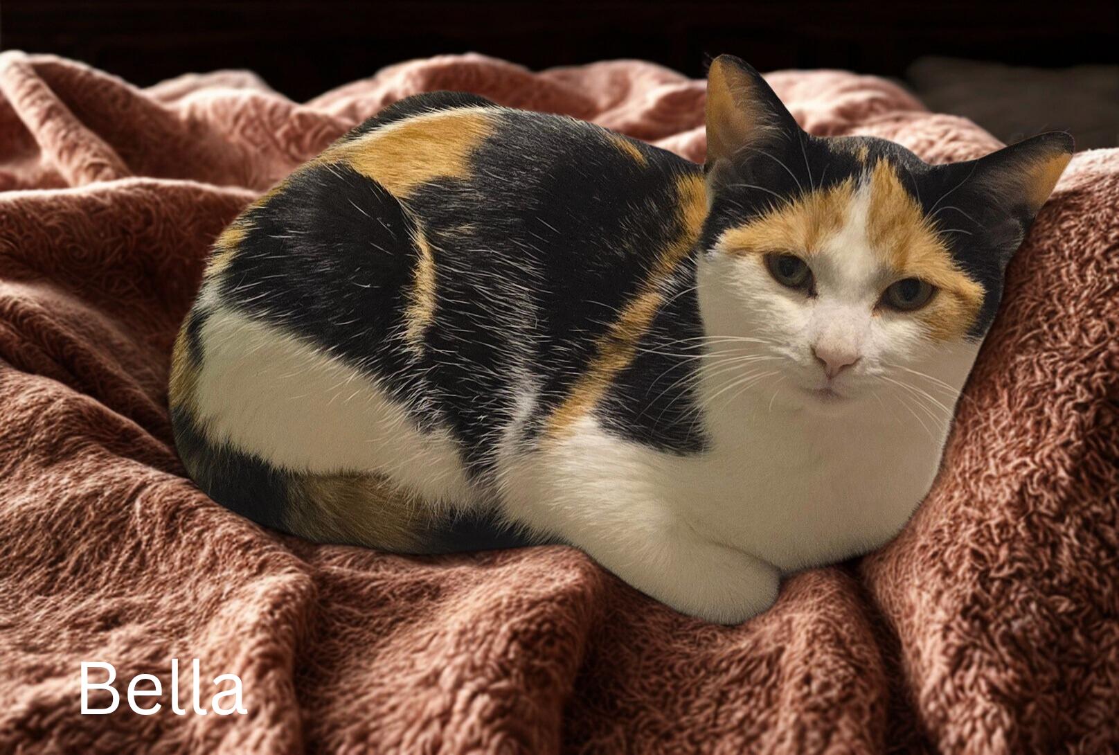 Bella, a Adoptable Calico in Stevensville, ON image 2/2