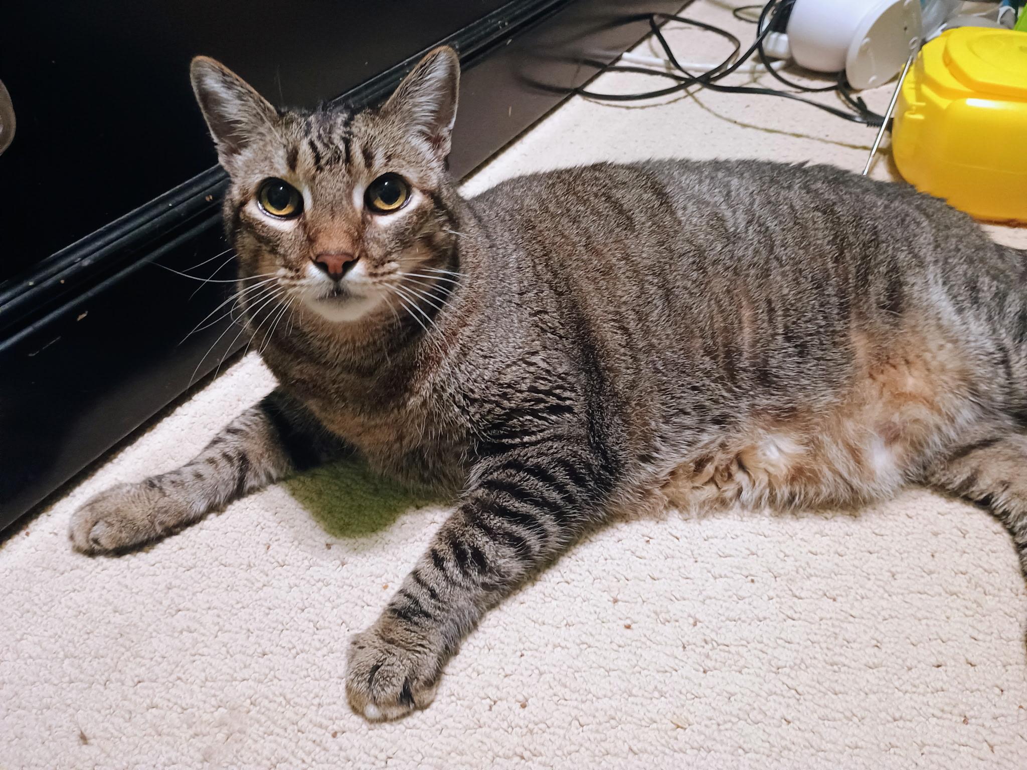 Leo, Adoptable, Senior Male Domestic Short Hair.