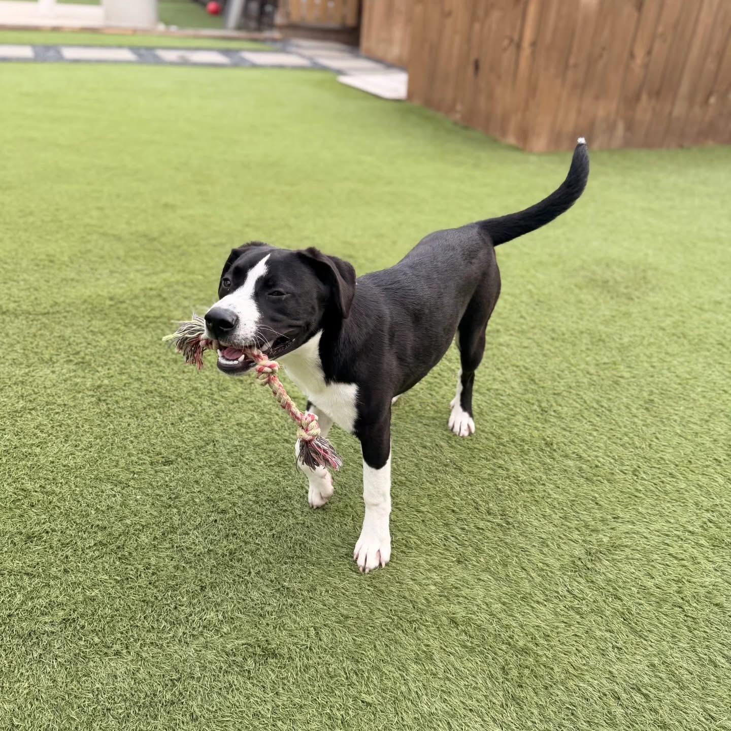 Freya, ADOPTABLE, Puppy Female Pit Bull Terrier.