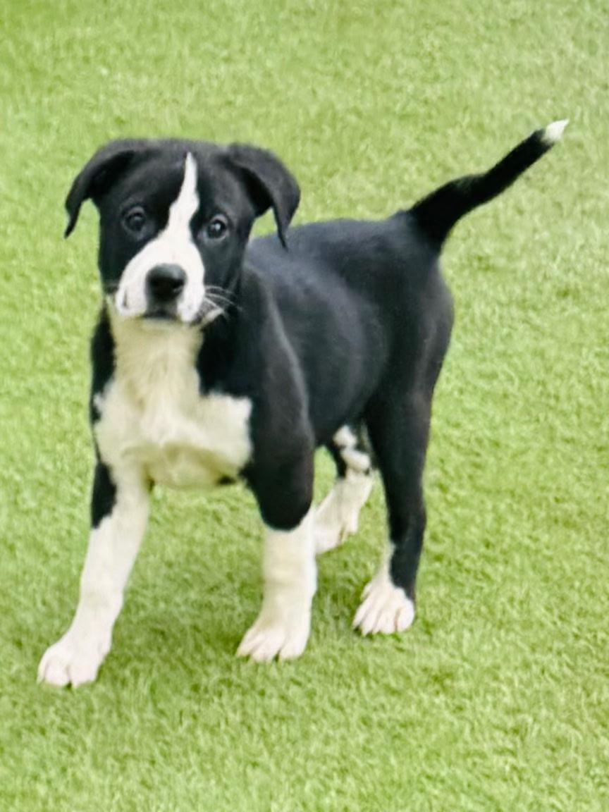 Freya, ADOPTABLE, Puppy Female Pit Bull Terrier.