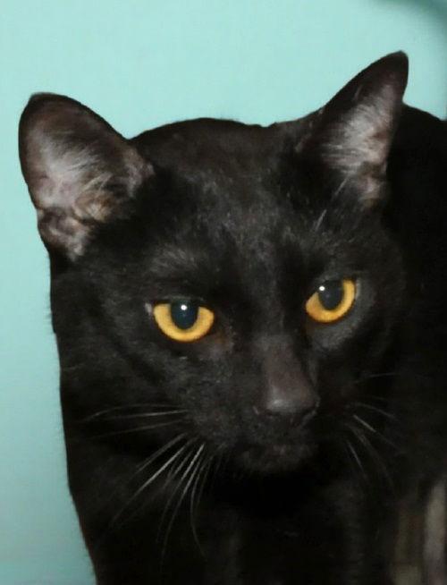 RATON, a Adoptable Domestic Short Hair in Pasadena, CA image 1/2