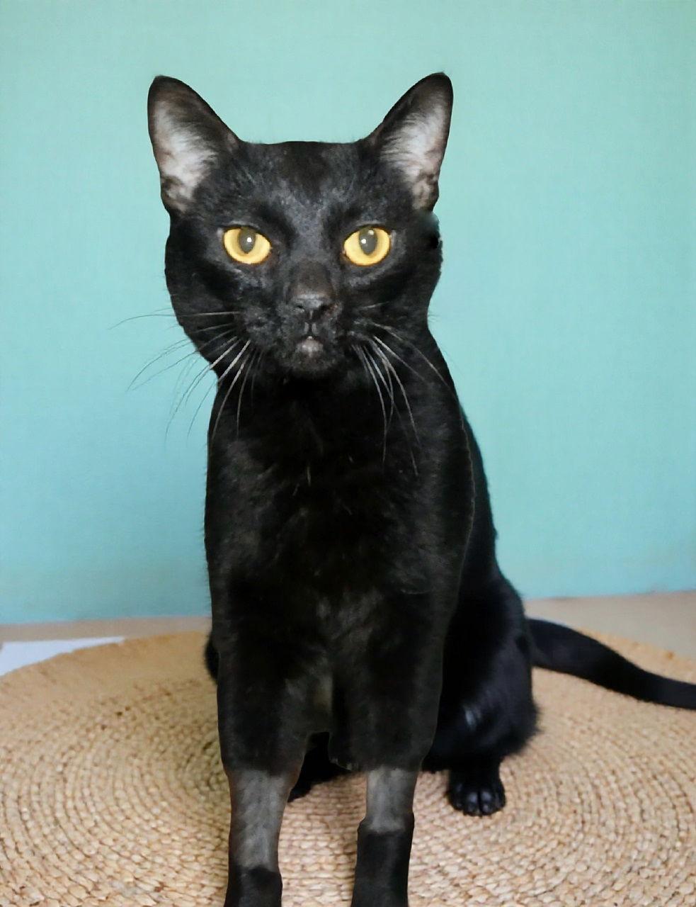 RATON, a Adoptable Domestic Short Hair in Pasadena, CA image 2/2