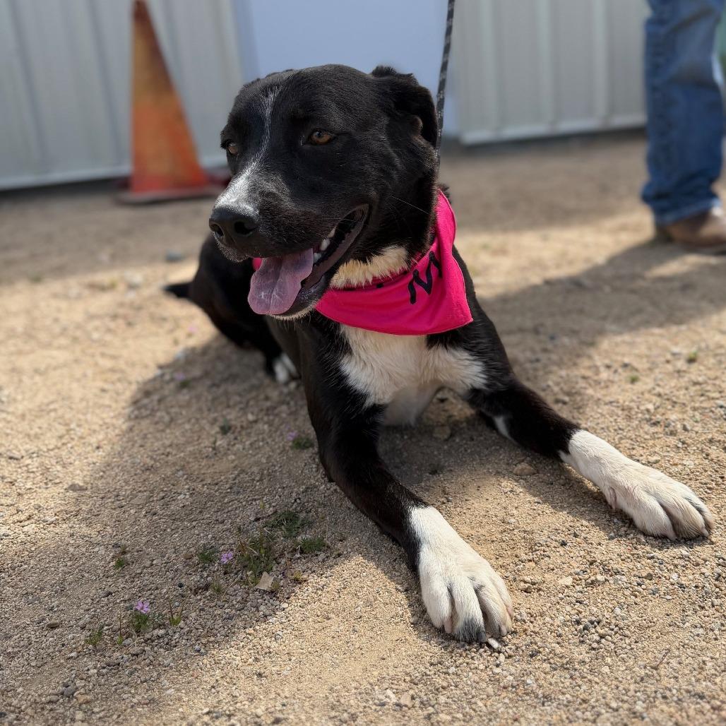 Oakley, Adoptable, Adult Female Border Collie & Pit Bull Terrier.
