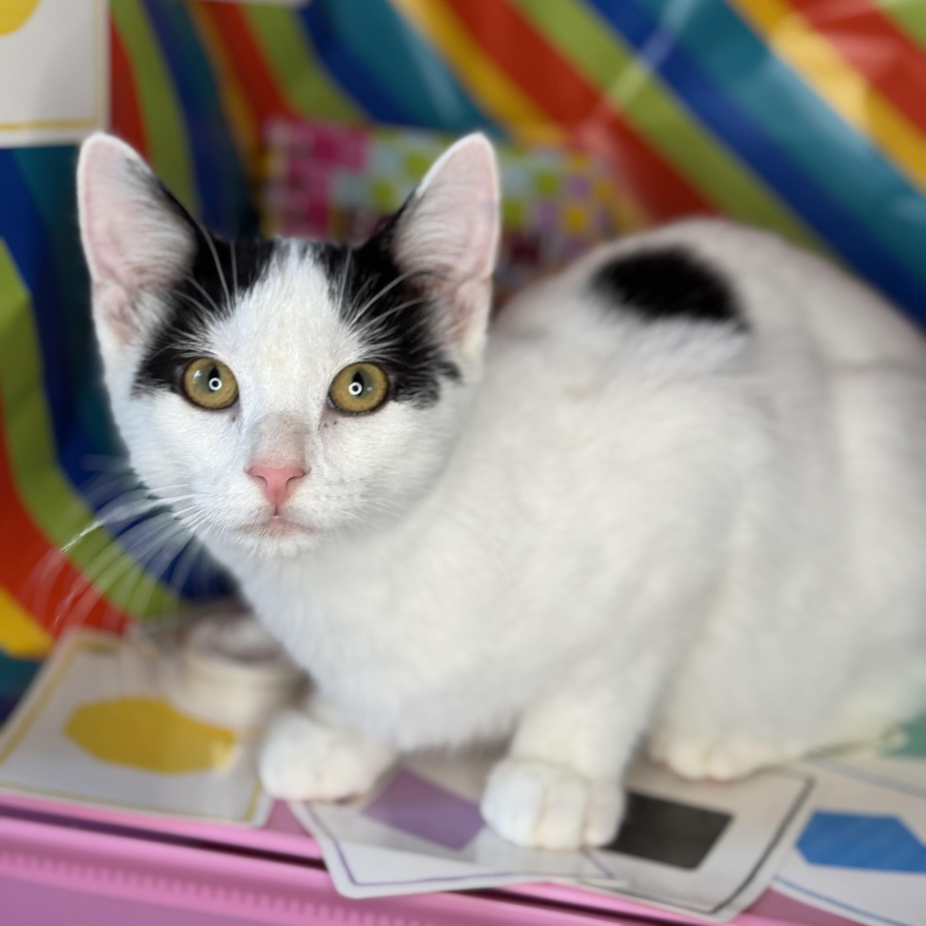 What Breeds of Cats are Common in Turkey: Top Feline Favorites Revealed