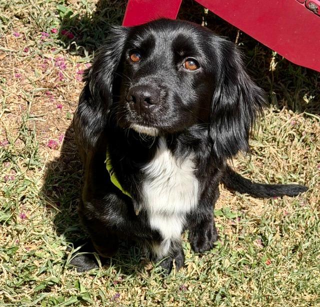 Frankie Jane, Adoptable, Young Female Cocker Spaniel.