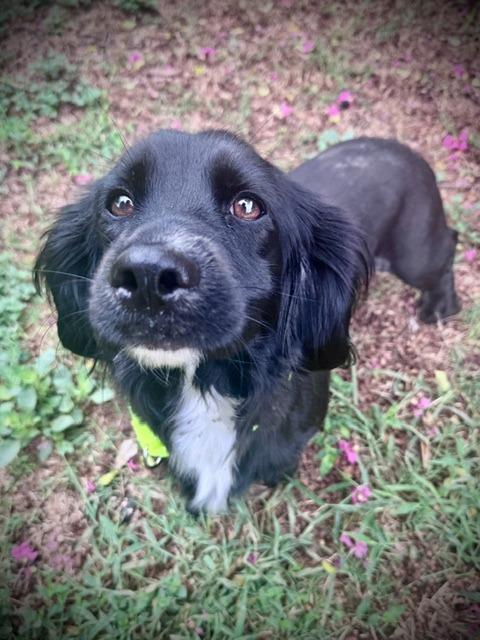 Enlarge Frankie Jane, a Adoptable mixed breed in Austin, TX image 3/6