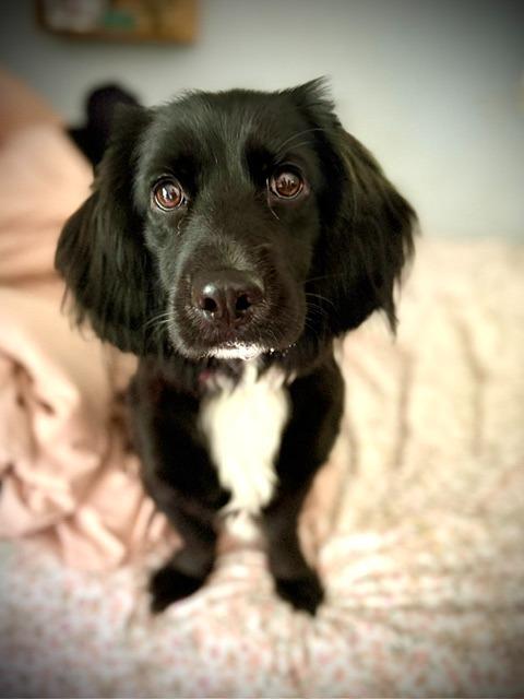Enlarge Frankie Jane, a Adoptable mixed breed in Austin, TX image 4/6